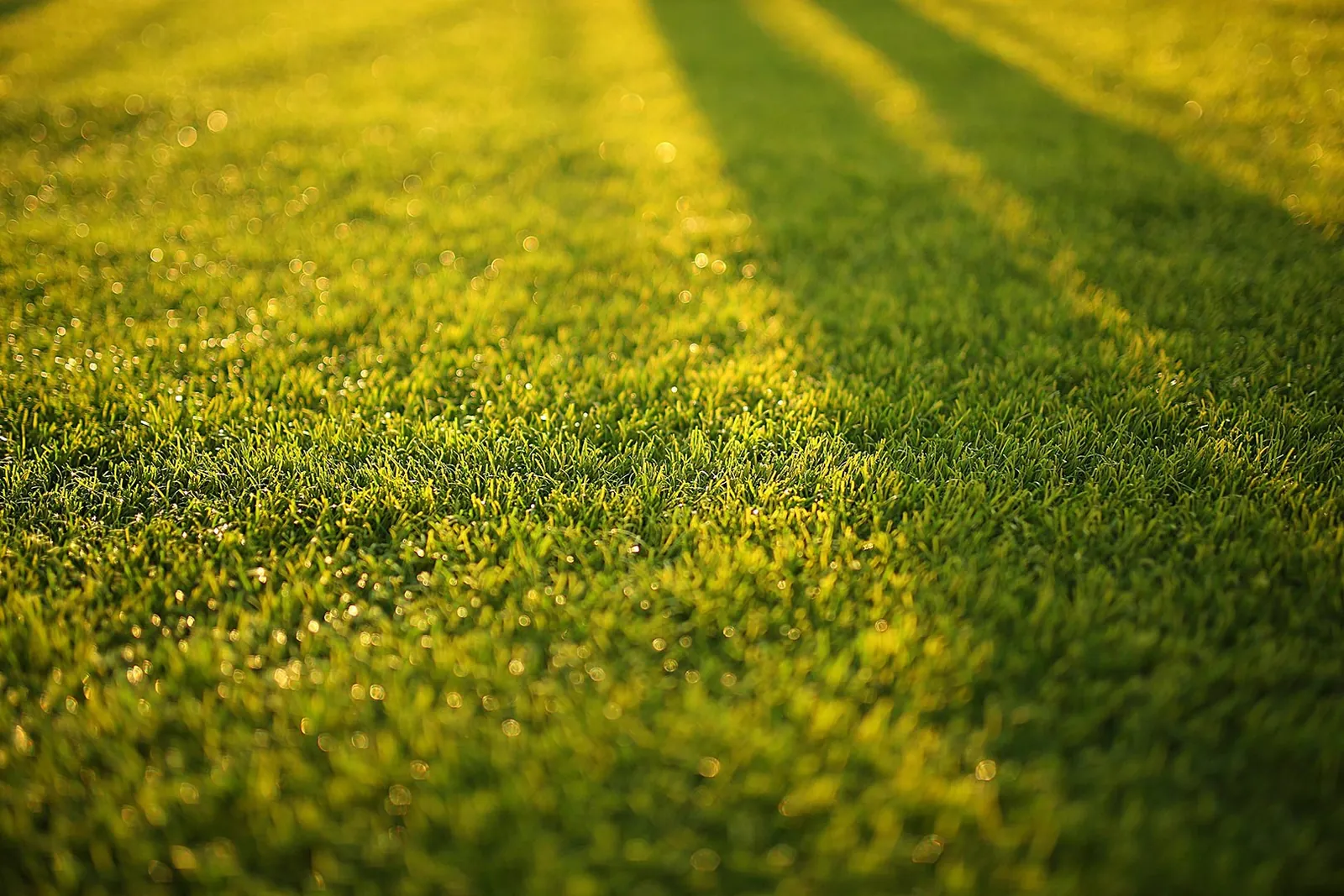 Il prato del giardino della tua futura villa, in controluce al tramonto